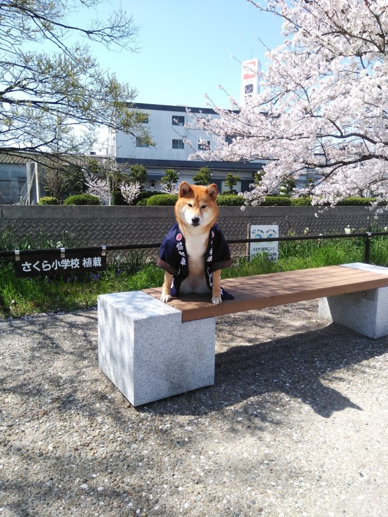 桜と法被を着た柴犬