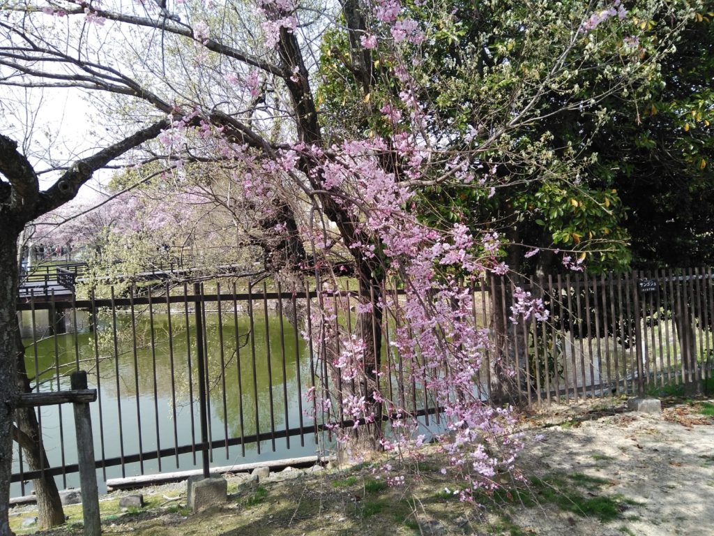 枝垂れ桜2