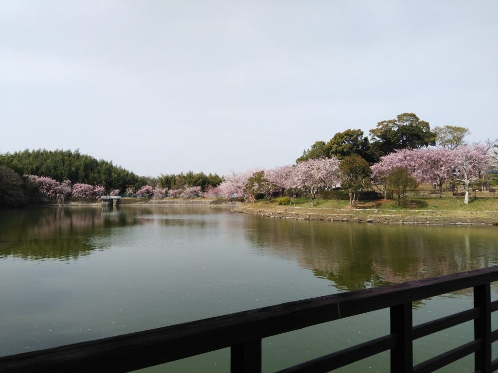 池から見た桜