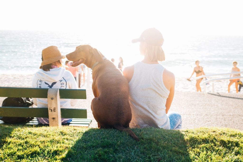 海岸のベンチに座る男性と犬の後ろ姿