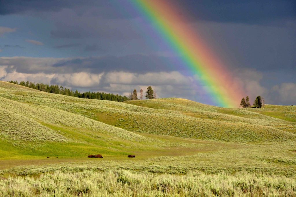 草原の虹