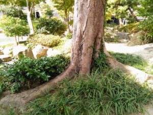 庭園の木の根本