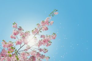 青空の桜の花