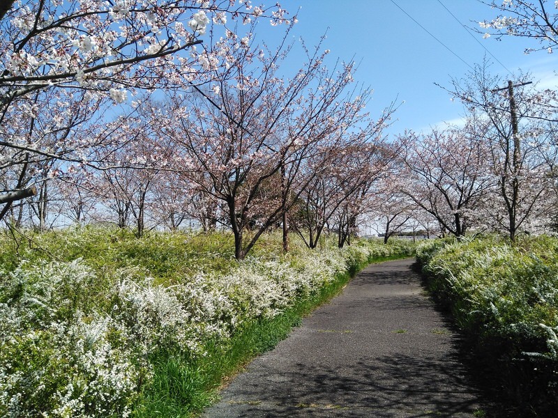 桜とユキヤナギ