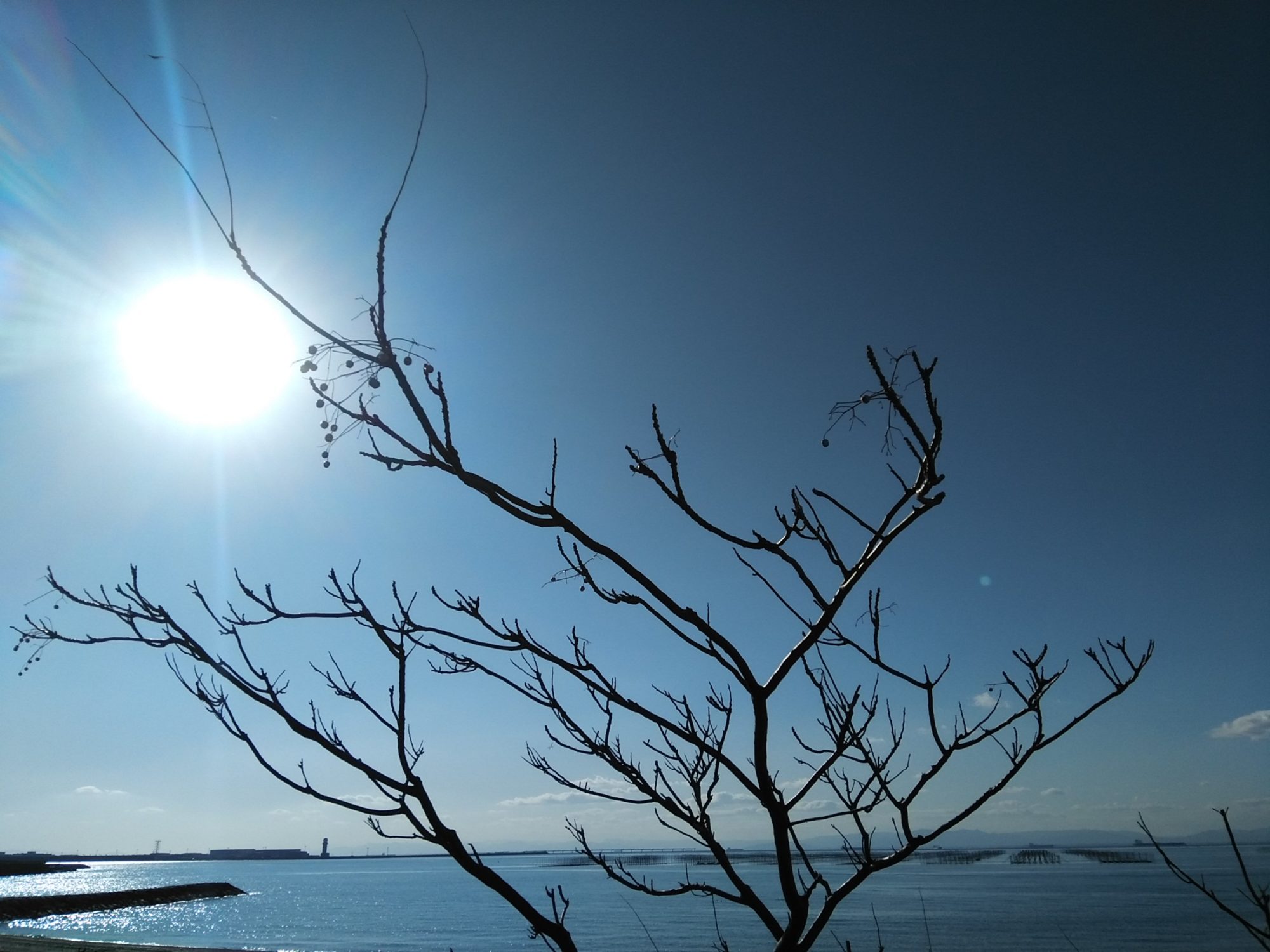 海と太陽と枯れ木に揺れる木の実