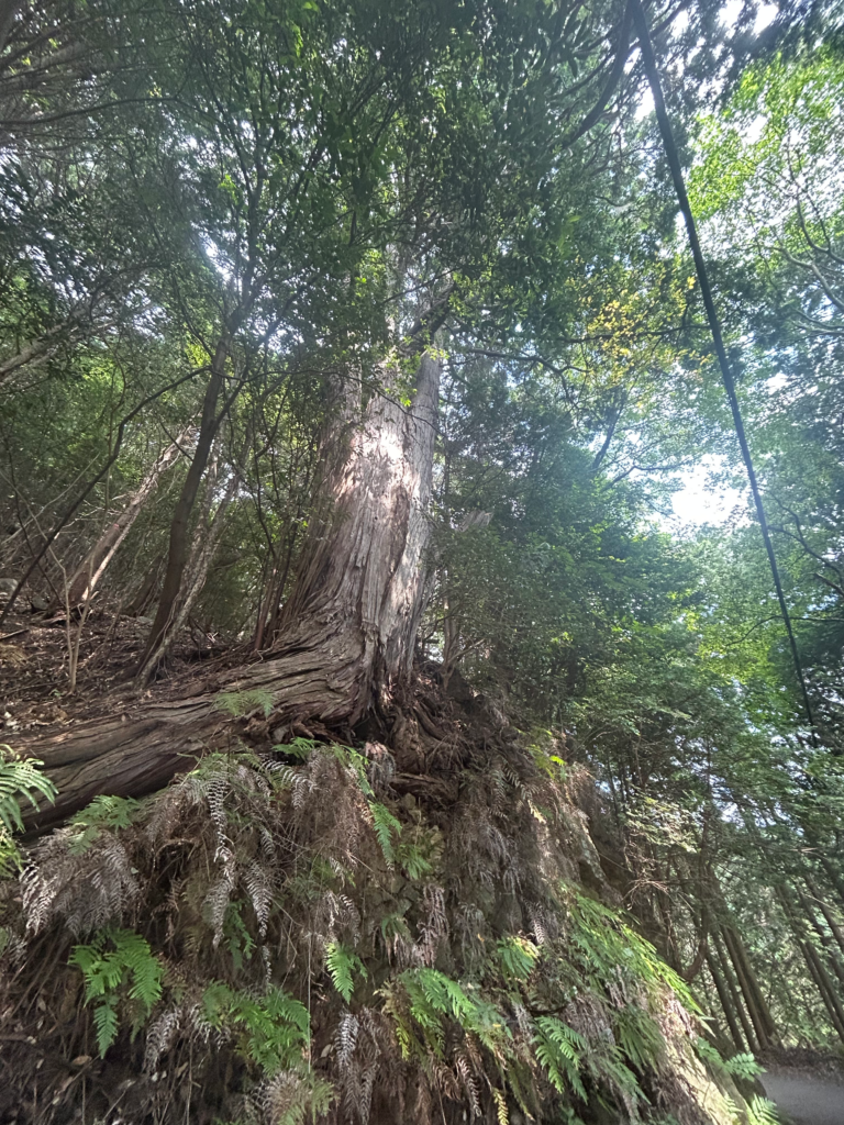 本宮山の立派な樹木