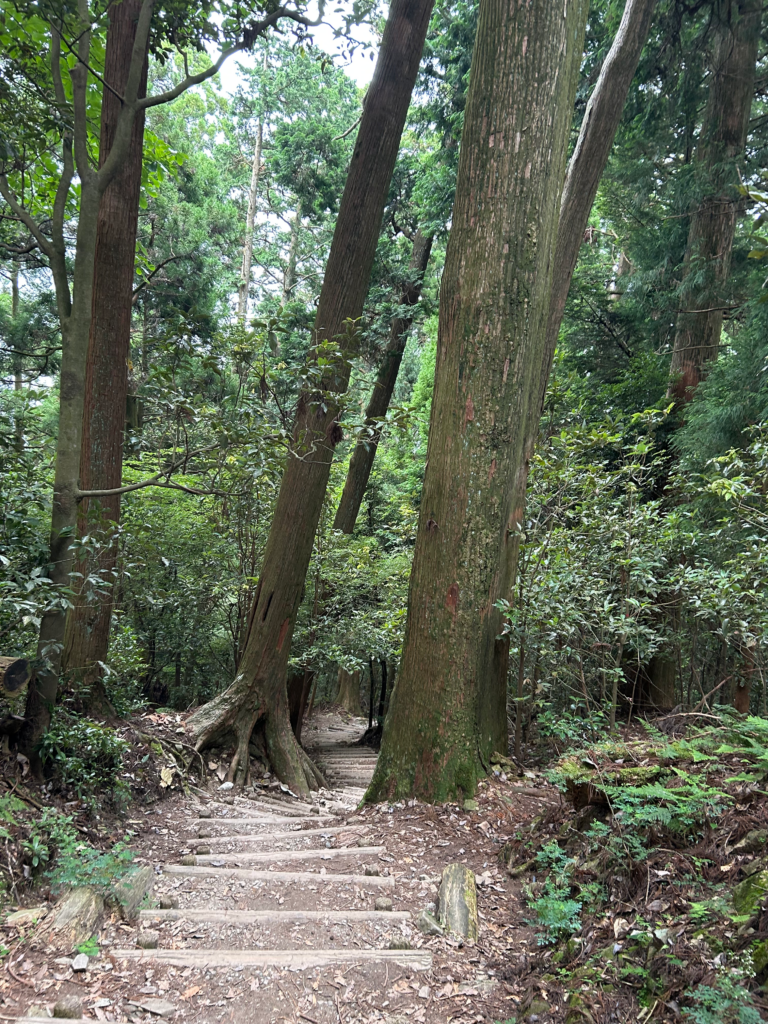 本宮山の登山道で下に続く道を望む